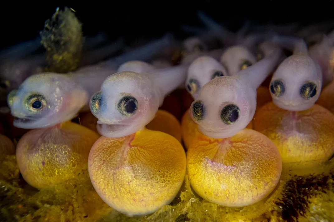 A group of baby plainfin midshipman fish on top of yellow spheres