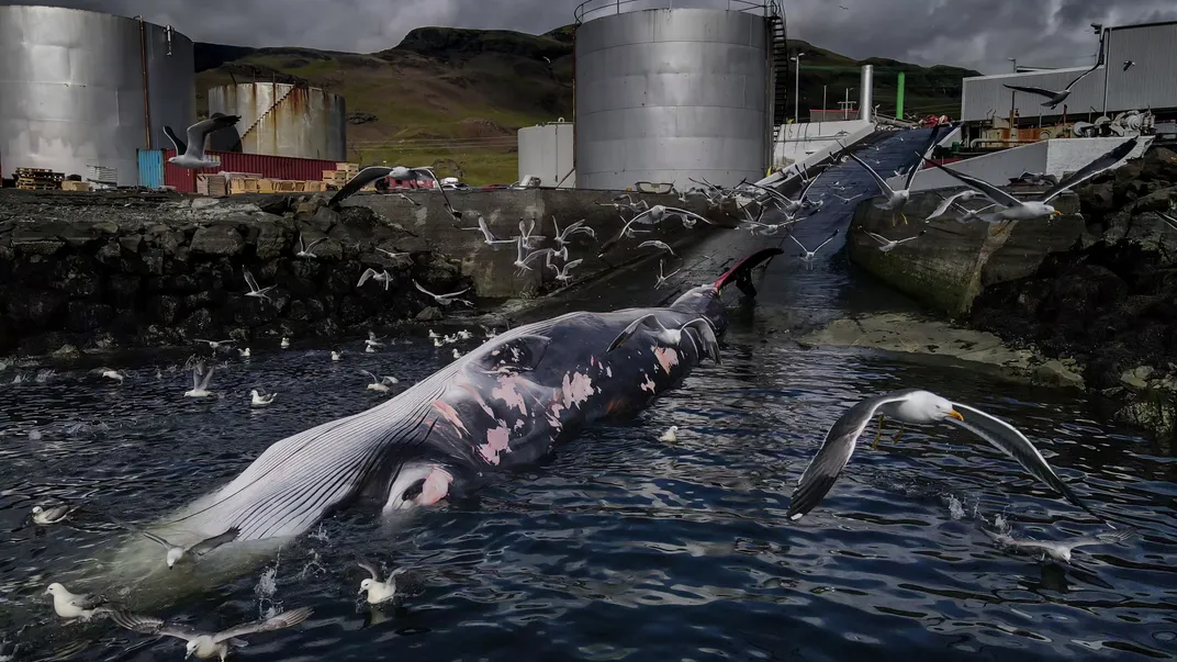 A deceased whale surrounded by flying gulls in front of a whaling plant waiting to be butchered.