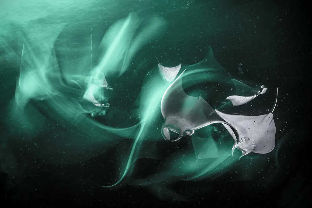 Several devil rays flipping through the water with green light