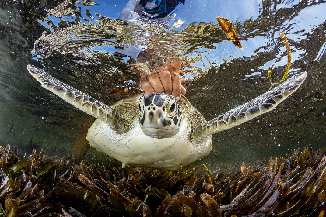 A hand holds the shell of a turtle under clear water.