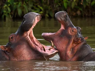 Two hippos