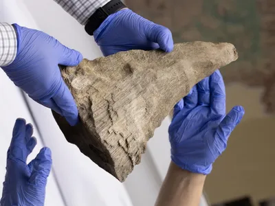 The woolly rhino horn discovered by miners.