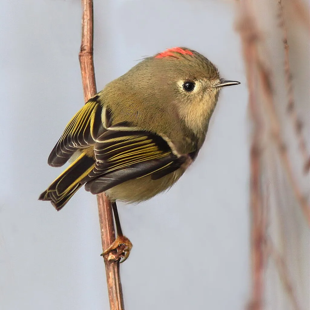 Ruby crowned kinglet perched on a branch