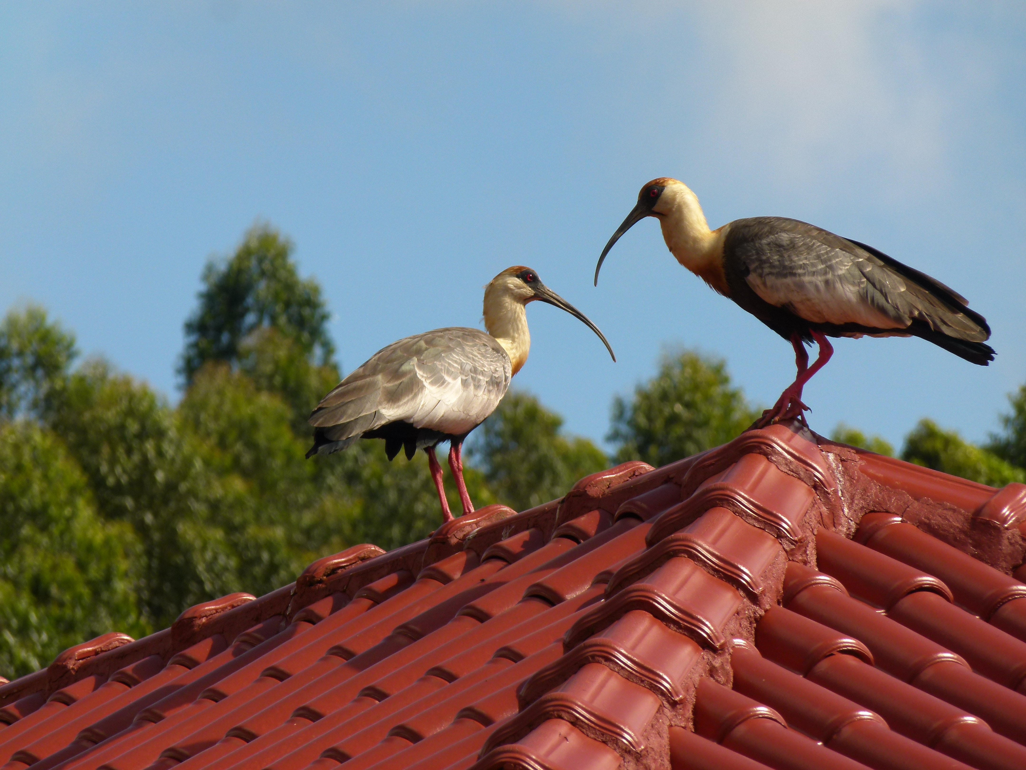 Buff-necked ibises, known locally as curucaca, take a rest from their flight atop a bright-red roof.