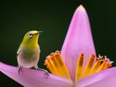 With a white frame around its eye and green feathers, this Swinhoe&rsquo;s white-eye is easily camouflaged when flying from flower to flower.