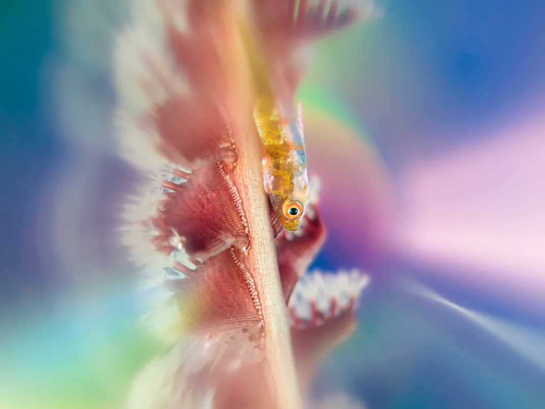 A goby surrounded by rainbow light on a plant-like sea whip.