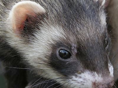 Ferrets react to flu much like humans do.