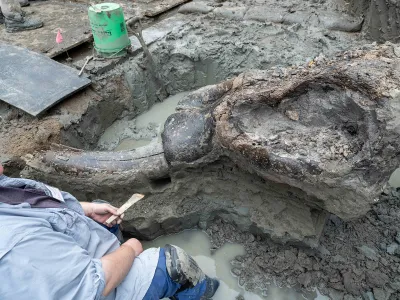 Archaeologists discovered stone tools at the site, though they dated to a few thousand years after the mastodon&rsquo;s death.&nbsp;