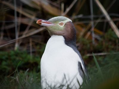 The hoiho, or yellow-eyed penguin, is thought to be one of the world&#39;s rarest penguin species.