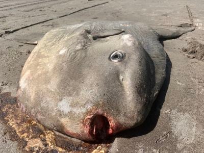 The ocean sunfish (Mola mola) is one of several unusual-looking sea creatures to wash ashore in Oregon so far this summer.