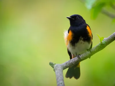 American redstarts and magnolia warblers were thought to fly together merely by coincidence, but new research suggests they might be forming a social relationship.