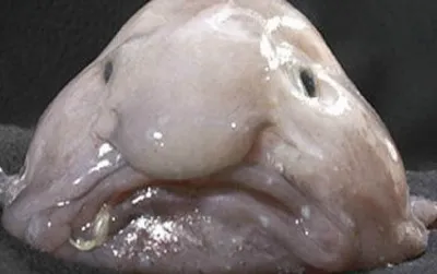 Poor sad blobfish, voted the world’s ugliest animal.