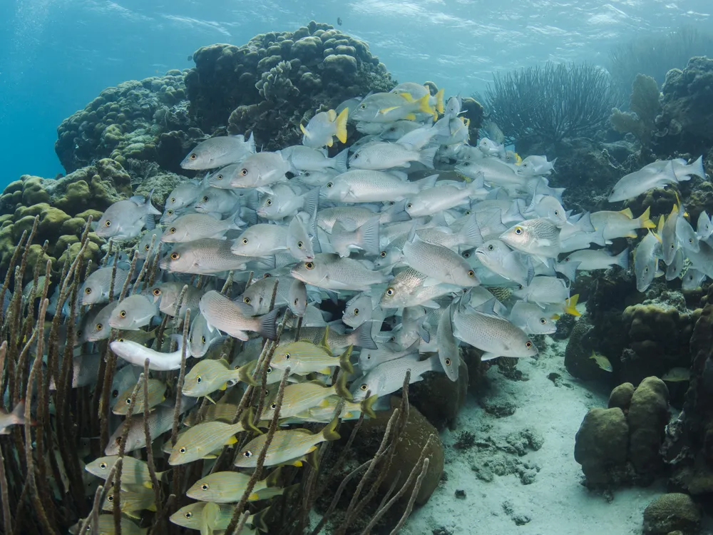 A swarm of yellow fish and silver fish with yellow tailfins swim around a coral reef