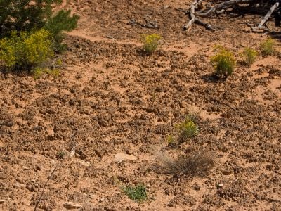 Biocrust in Utah