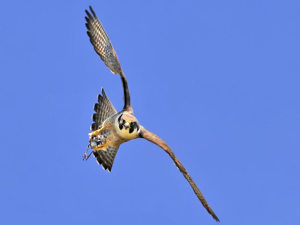 Peregrine falcon with something in its talons against a blue sky background