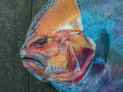 The blind side of a Remo flounder&#39;s head as it was being dissected