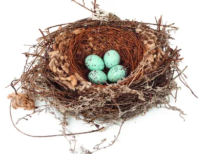 Bokmakierie&#39;s nest and eggs from the collection of the Natural History Museum at Tring