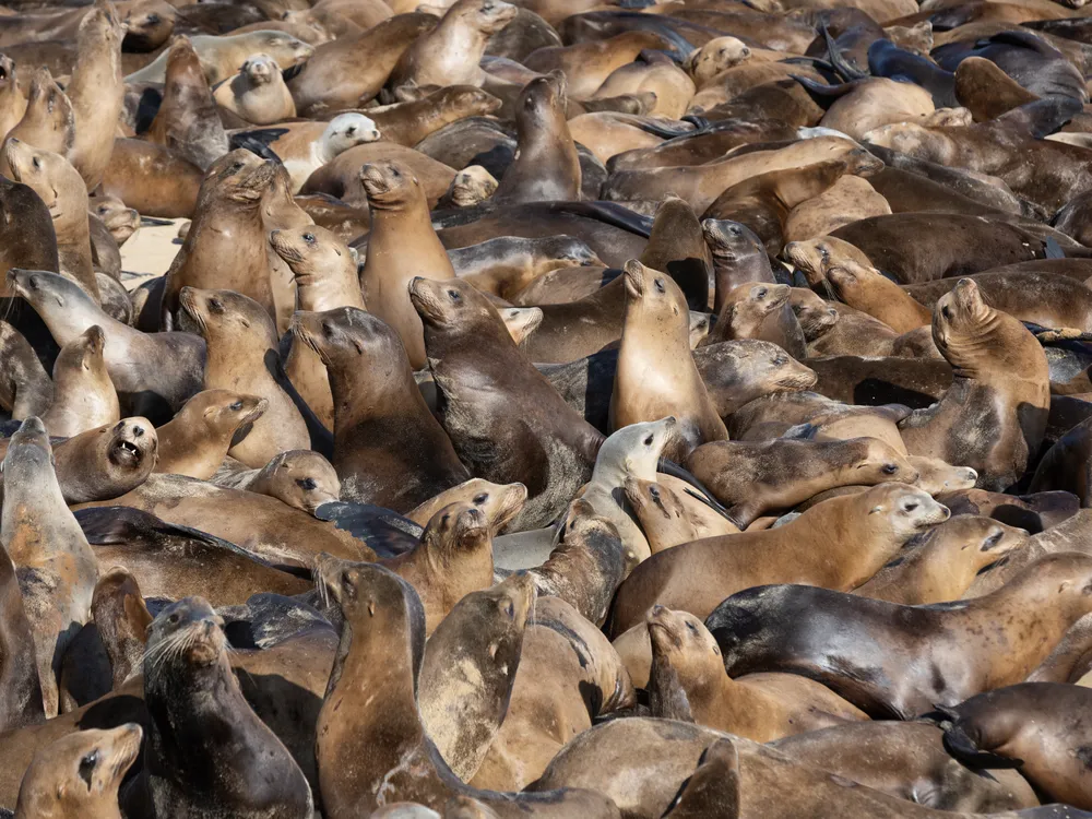 A dense group of sea lions packed onto a beach