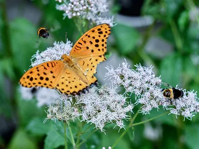 Previous research has looked at the static electricity of bees, but the study authors write that the charges of butterflies hadn&#39;t been measured before.