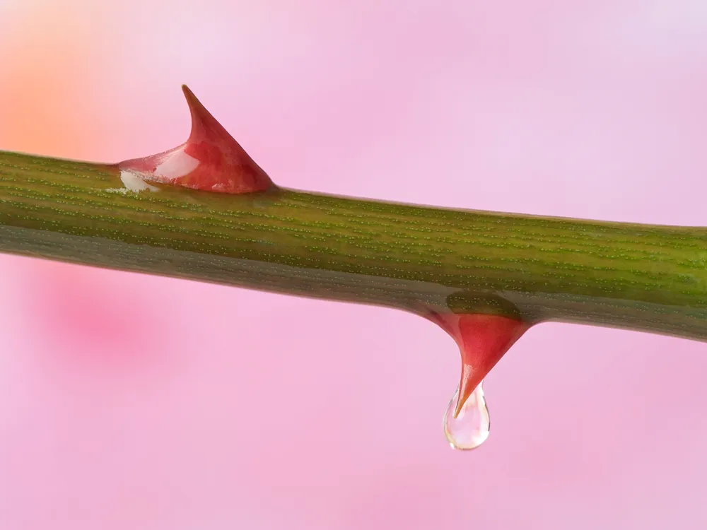 close-up of two red thorns on a green rose stem cutting sideways across the frame on a pink background, the lower thorn has a droplet of water hanging from it