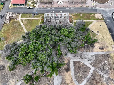 An aerial photograph of Lahaina&#39;s banyan tree taken on August 3, 2024. A wildfire devastated the town in August 2023.