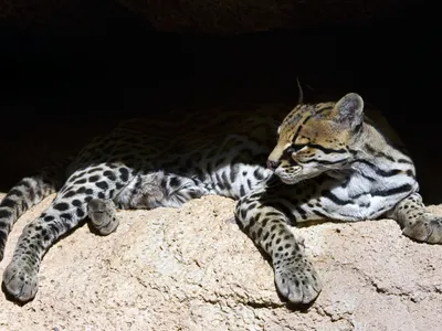 An ocelot rests on a rock in the Sonoran Desert, Arizona, in 2007. Only seven ocelots, including the one just spotted, have been seen in the state in the last two decades.