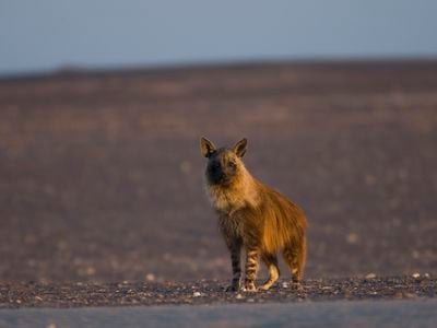 Namibia&#39;s brown hyenas live in small clans but often travel and hunt alone.