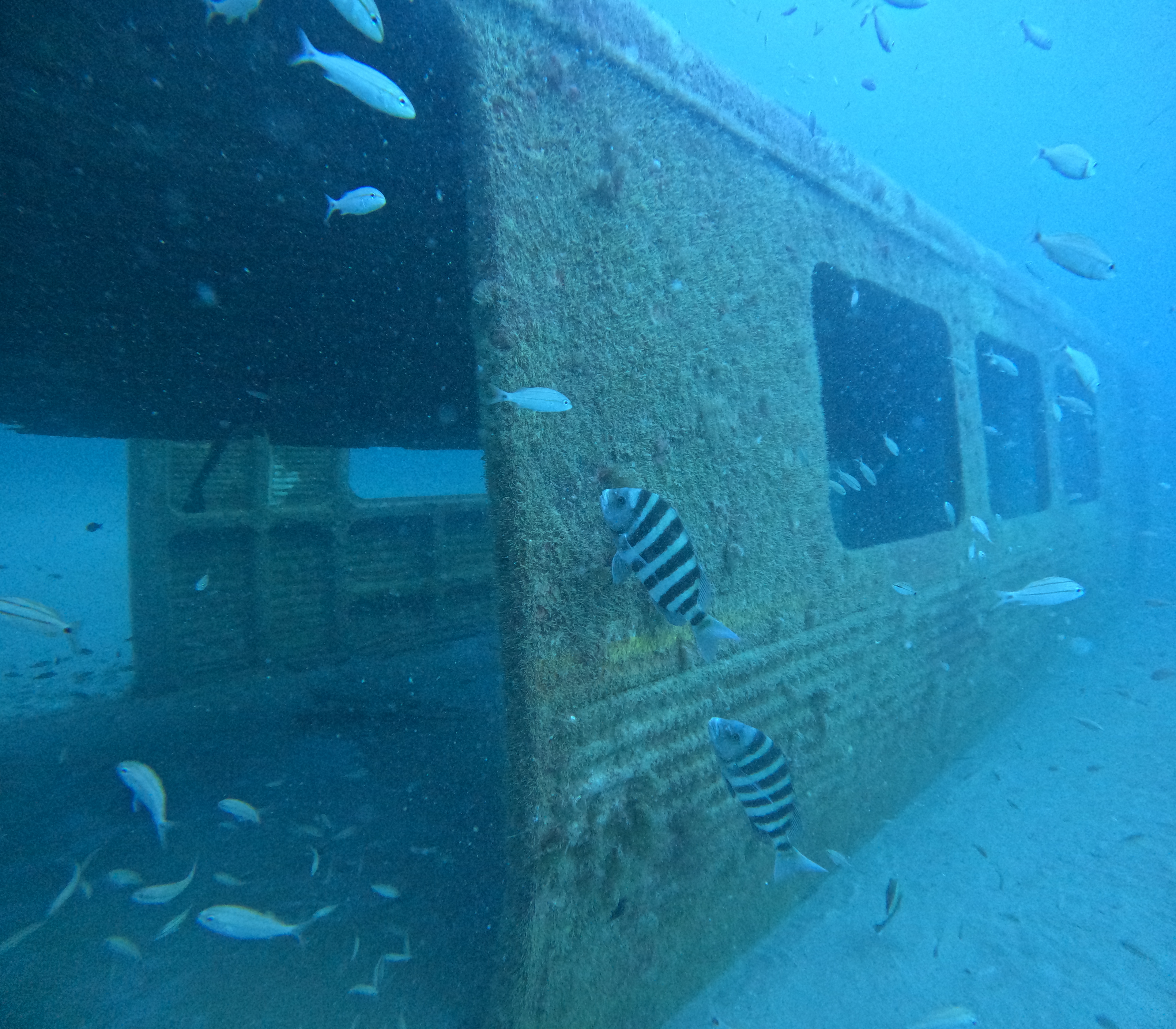 Divers saw nine species of game fish and soft coral starting to grow on the submerged cars last month.