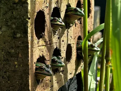 The frog saunas are easy to make and cost around $50 to put together.