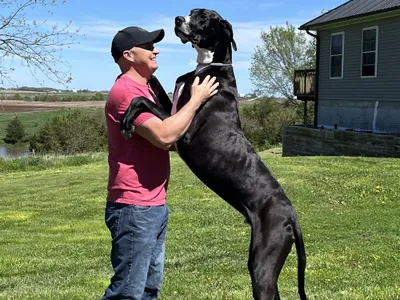 The&nbsp;Wolfe family met Kevin as a puppy, but he grew to be three feet and two inches tall.