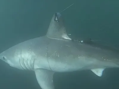 The doomed porbeagle shark, just after being tagged and released by researchers in 2020.