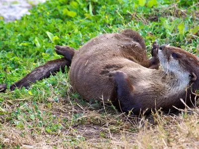 North American River Otter (Lontra canadensis) at Florida's Pelican Island National Wildlife Refuge. (Credit: Keenan Adams, U.S. Fish & Wildlife Service)