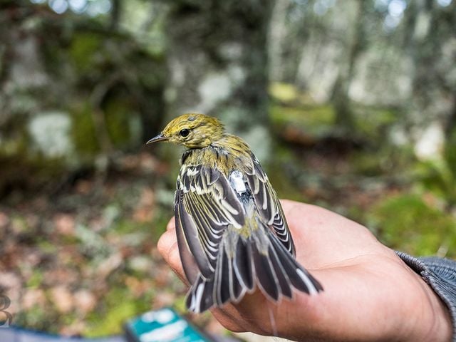 A young blackpoll warbler with a NanoTag on Borgles Island, Nova Scotia