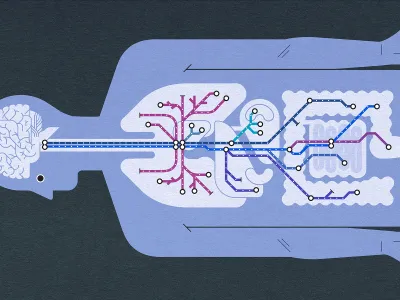 The vagus nerve sprawls from the brain through the body, innervating our organs and managing life support and emotion.