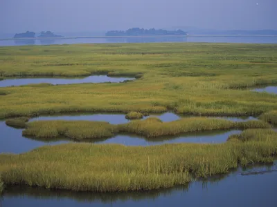 Pools of water flood a green marsh, under a misty sky