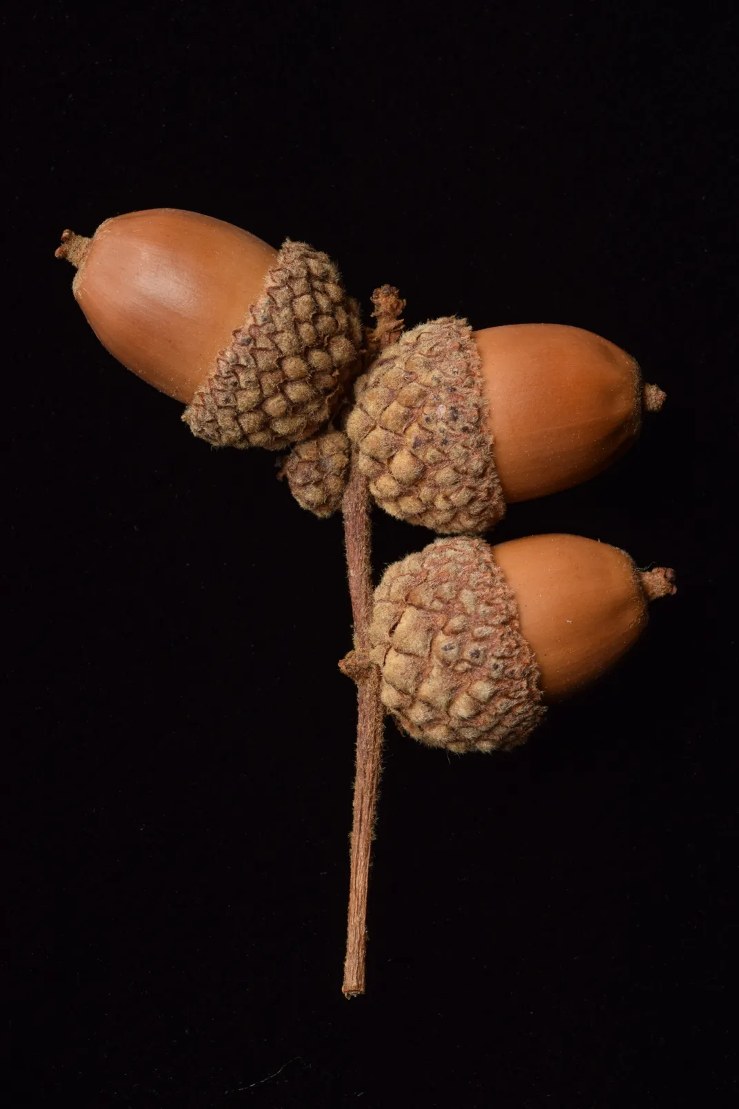 Netleaf oak infructescence