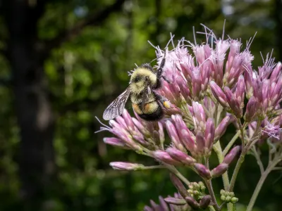 A rusty patched bumblebee, the first bumblebee species to be listed as endangered in the United States, clings to a flower.