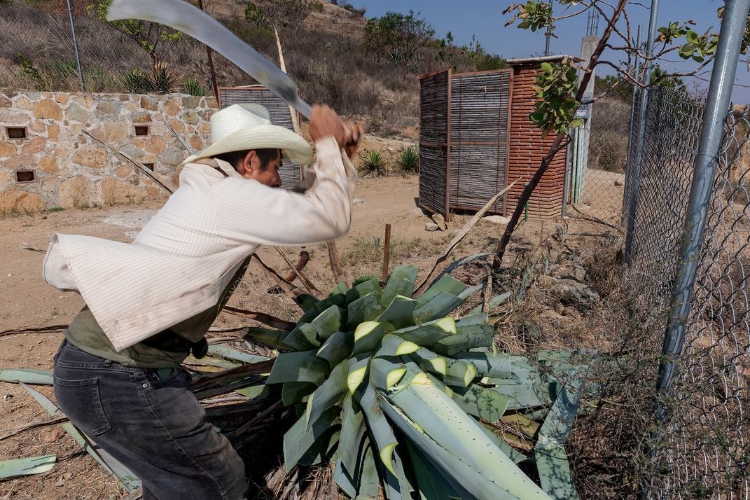 A worker at Real Minero harvests agave, known for their long lives.