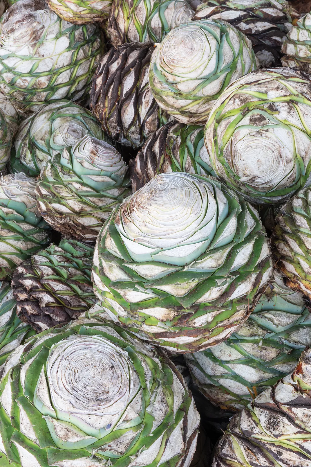 Once the leaves are cut off, the agave plant’s piña (resembling a pineapple, at right) is slow-roasted for days before distillation.