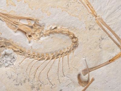 Close-up showing the&nbsp;Archaeopteryx fossil&rsquo;s skull, neck, spine, rib cage and wing bones. The fossil will go on view at Chicago&#39;s Field Museum on May 7.