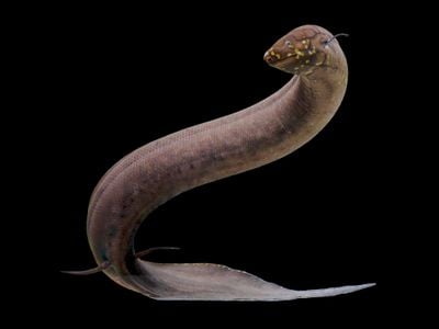 The South American lungfish (Lepidosiren paradoxa) has the largest known genome of the animal kingdom at 91 billion base pairs of DNA.