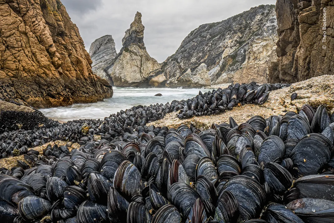 dark-colored mussels clump together in front of some water and distant, tall rock formations