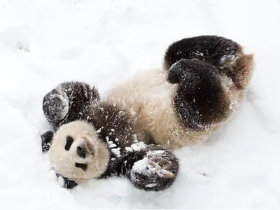 Tian Tian playing in the snow. Tian Tian, Mei Xiang and their son Xiao Qi Ji will return to China by December 7.