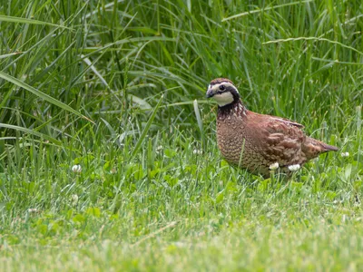 A brown and white quail stands in a grassy field in front of taller grasses behind it.