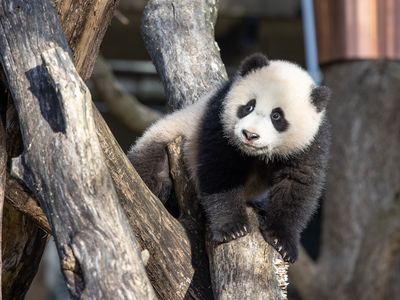 Xiao Qi Ji (pictured) and his parents, Mei Xiang and Tian Tian, are leaving Washington, D.C. on November 8.