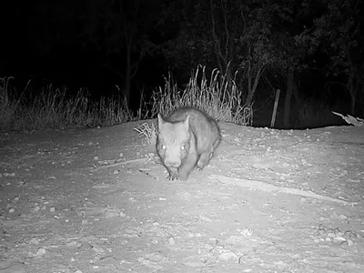 The youngster appears healthy, with a &quot;smooth consistent coat and no obvious signs of injury,&quot; according to the Australian Wildlife Conservancy.